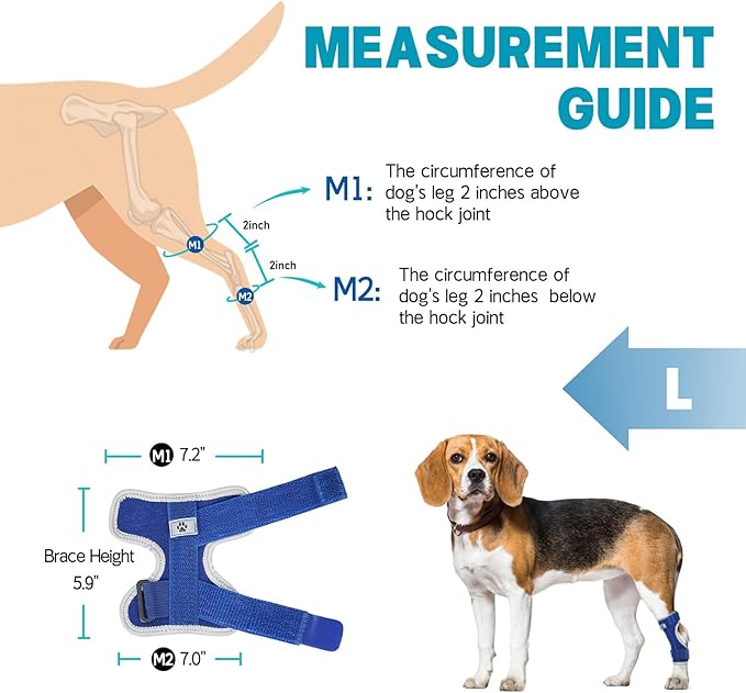 Supet Dog Leg Brace for Back Leg - Hock & Ankle Joint Support for Rear Legs with 2 Metal Springs, Anti-Slip Design & Reflective Trim for Sprain, Arthritis, Injury & Wound Recovery (Blue, L)