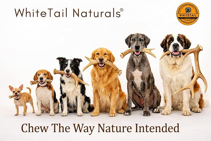 WhiteTail Naturals Whole Elk Antlers for Dogs (1 lb Bulk Pack) Long Lasting Dog Chews - Grade A, Naturally Shed & Wild Sourced (Aprox. 4 to 5 Count)