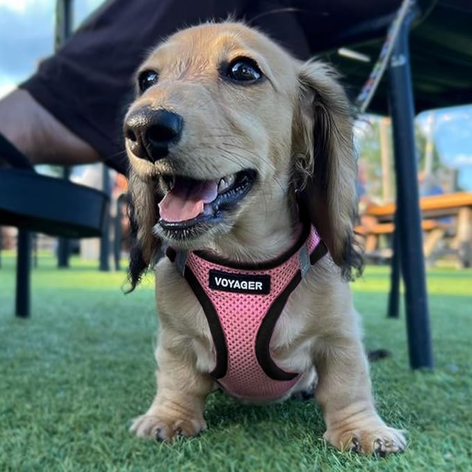 Best Pet Supplies Voyager Step-in Air Harness - All Weather Mesh, Reflective, No Pull Harness for Dogs, Cats - Secure with Hook & Loop Fastener, Buckle, Double D-Rings - Pink/Black Trim, M