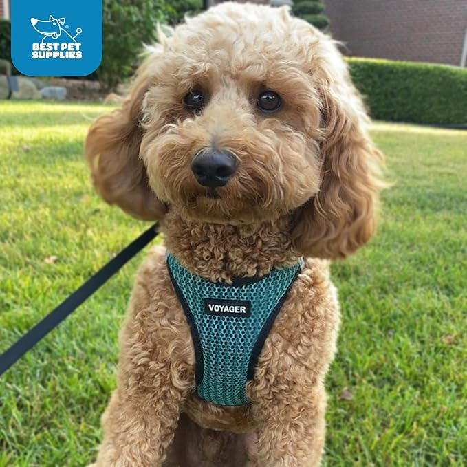 Best Pet Supplies - All Weather Mesh/Plush, Reflective, No Pull Harness for Small, Medium Dogs, Cats - Secure with Hook & Loop Fastener, Buckle, Double D-Rings - Turquoise 2-Tone, XL
