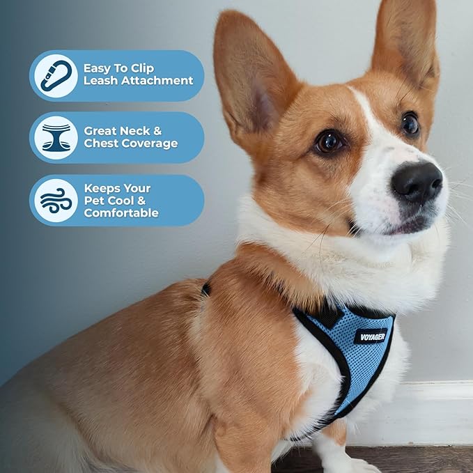 Best Pet Supplies Voyager Step-in Lock Pet Harness w Reflective Pet Leash Combo Set with Neoprene Handle 5ft - Supports Small, Medium and Large Breed Puppies/Cats - Baby Blue/Black Trim Set, M