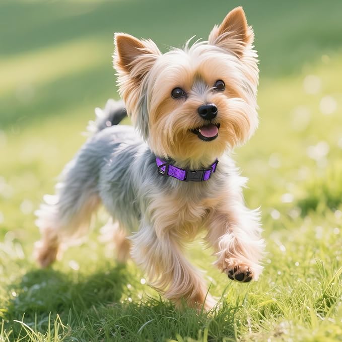 Joytale Reflective Dog Collar, Soft Neoprene Padded, Metal D-Ring, Nylon Pet Collar Adjustable for Puppy and Small Dogs, Purple, XS