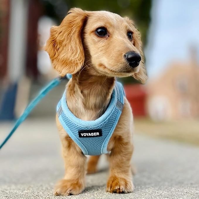 Best Pet Supplies Voyager Step-in Air All Weather Mesh Harness and Reflective Dog 5ft Leash Combo with Neoprene Handle, for Small, Medium and Large Breed Puppies - Set (Baby Blue), Medium