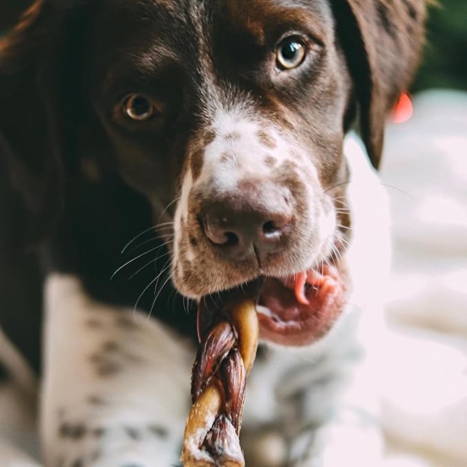 Best Bully Sticks Natural Braided Bully Sticks for Large Dogs - 6 Inch, 4 Count (Pack of 1) - Free-Range Grass-Fed Beef, Single-Ingredient, Grain and Rawhide Free Long Lasting Dog Chews