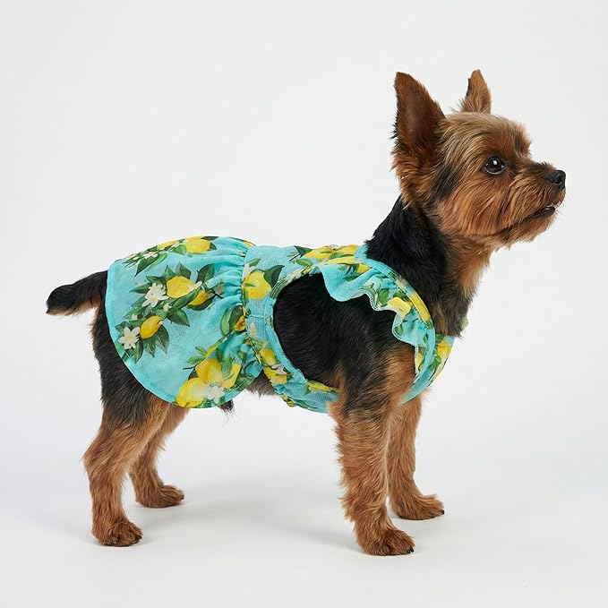 Fitwarm Lemon Dog Dress, Dog Clothes for Small Dogs Girl, Pet Cat Apparel, Teal Blue, Yellow, Green, Small