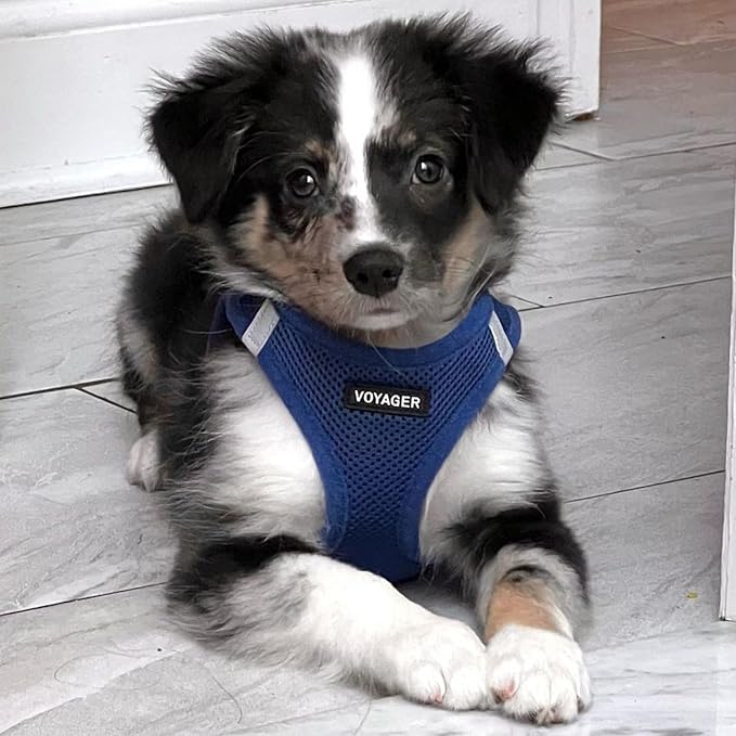 Best Pet Supplies Voyager Step-in Air All Weather Mesh Harness and Reflective Dog 5ft Leash Combo with Neoprene Handle, for Small, Medium and Large Breed Puppies - Set (Royal Blue), XXX-Small