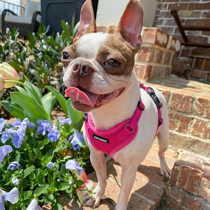 Best Pet Supplies Voyager Step-in Lock Pet Harness w Reflective Pet Leash Combo Set with Neoprene Handle 5ft - Supports Small, Medium and Large Breed Puppies/Cats - Fuchsia Set, L