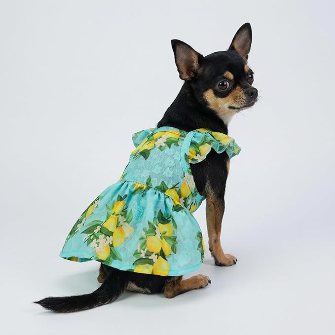 Fitwarm Lemon Dog Dress, Dog Clothes for Small Dogs Girl, Pet Cat Apparel, Teal Blue, Yellow, Green, Large