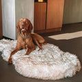 IHAPPYDOG Luxury Faux Fur Orthopedic Dog Bed, Memory Foam Dog Bed for Small, Medium, Large and XL Pets, Fluffy Pet Bed with Waterproof and Washable Cover (White w/Brown Tips, 60"x35")
