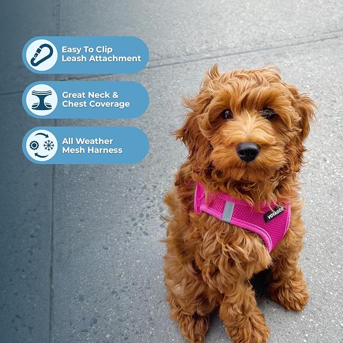 Best Pet Supplies Voyager Step-in Air All Weather Mesh Harness and Reflective Dog 5ft Leash Combo with Neoprene Handle, for Small, Medium and Large Breed Puppies - Set (Fuchsia), Medium
