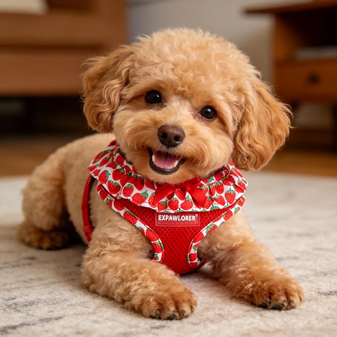 EXPAWLORER Cute Dog Harness Collar Leash Set - Red Girl Dog Harness Checkered Step-in Design, Adjustable No-Choke Lightweight Mesh Vest for Cats Puppy Small Dogs, Strawberry M