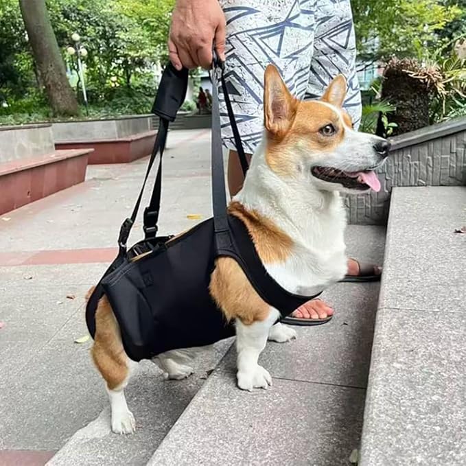 Dog Support Harness for Large, Medium & Small Dogs, Rear Leg Mobility Aid and Walking Assist Sling, Ideal for Senior Dogs, Disabled Pets, Hip Dysplasia Or Post Surgery Care(L(36-55) pounds)