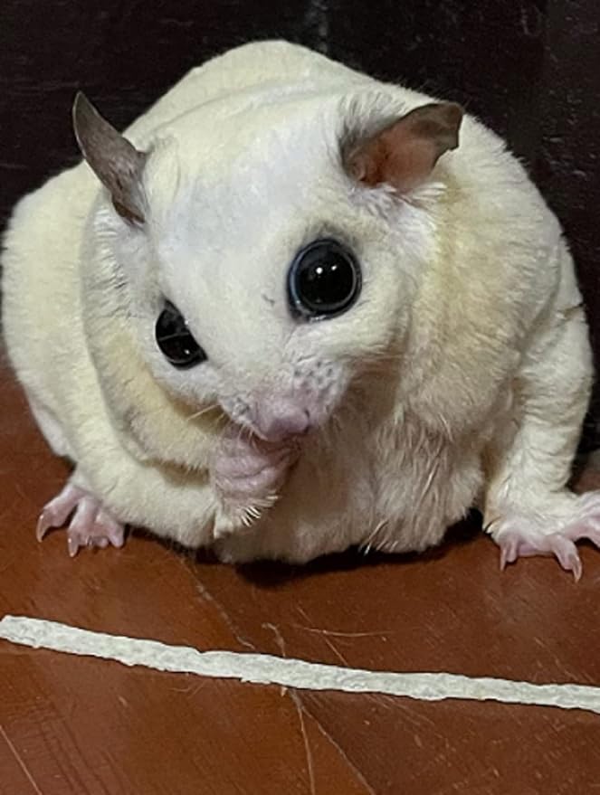 Fish Stick Comber (Big + Standard Bite) - Sugar Glider, Squirrel, Hamster and Small Exotic Pet Treats/Food