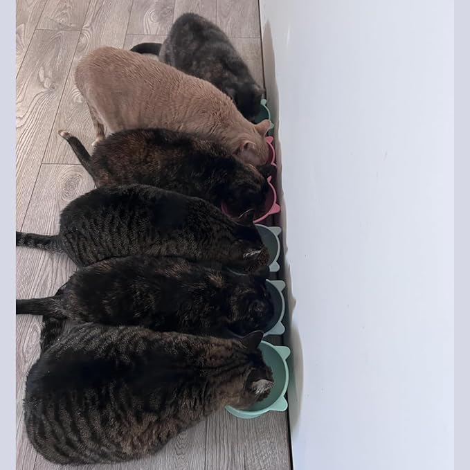 6 Pack Raised Cat Bowls for Indoor Cats, Plastic Elevated Cat Bowls Dishes, 15 Degrees Tilted Cat Food Bowls, Anti-Vomiting and Whisker Friendly, 3 Colors