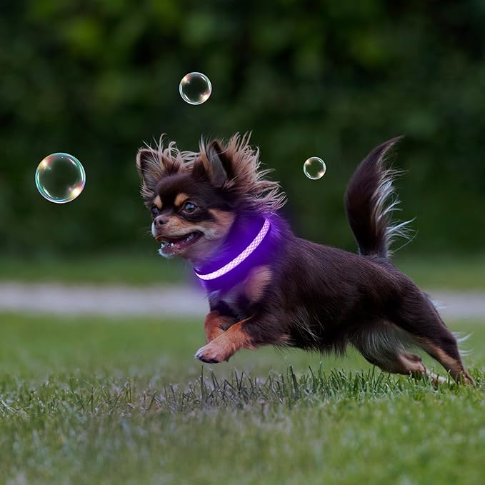 Flashseen LED Dog Collar, Light Up Dog Collar USB Rechargeable, Brightest Dog Lights for Night Walking, Adjustable Dog Collar Light for Dog Safety (Purple, X-Small)