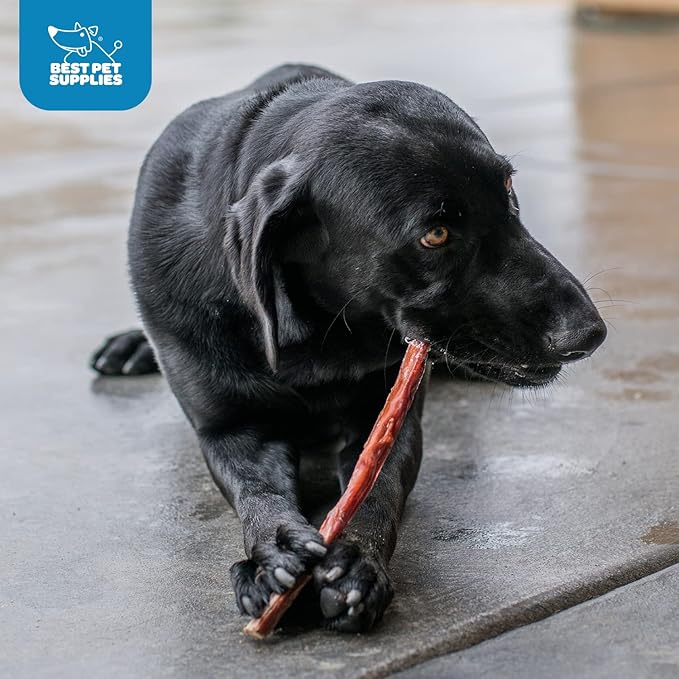 GigaBite Bully Sticks for Dogs All Natural Beef Pizzle Dog Chews, Odor & Rawhide Free Dog Treats, Long Lasting High Protein Chews Digestible Dental Dog Treat - Sticks (Half-cut 12"), Pack of 10
