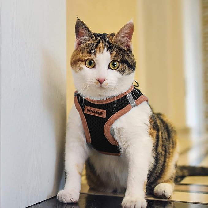 Best Pet Supplies - All Weather Mesh, Reflective, No Pull Harness for Small, Medium Dogs, Cats - Secure with Hook & Loop Fastener, Buckle, Double D-Rings - Orange Trim, XS