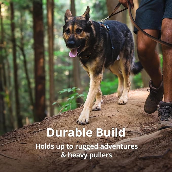 Ruffwear, Front Range Dog Harness, Reflective Soft Padded Everyday Harness with Dual Leash Clips, Adjustable and Lightweight Fit for Training or Walking for All Dogs, Spring Mountains, Medium