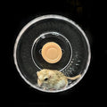 GuineaLoft™ Silent Hamster Wheel - 7.1 inch (18cm) for Hamsters, Mice, Gerbils & Small Animals
