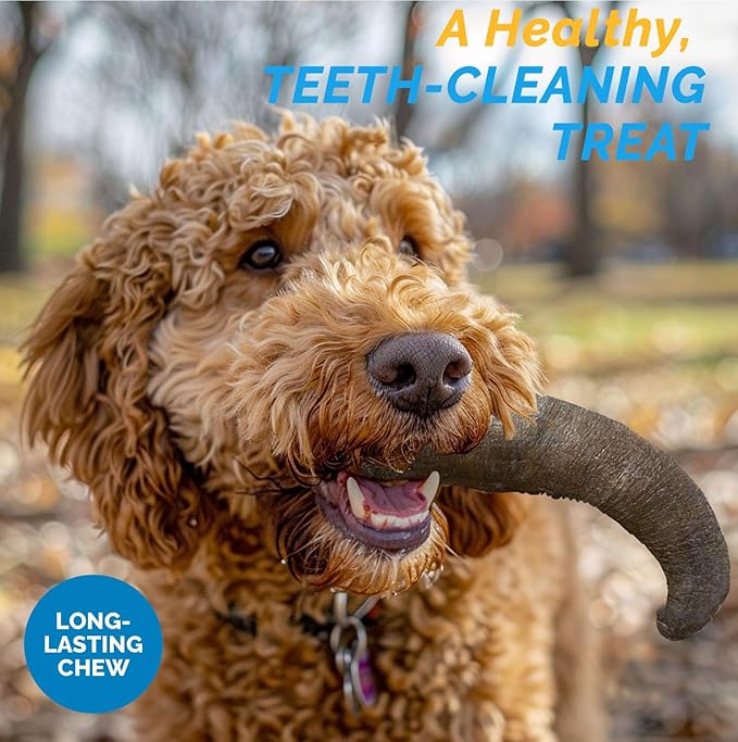 123 Treats Buffalo Horns for Dogs – (3 Count), Small 5-7 inches, Long Lasting Dog Treats for Aggressive Chewers, 100% Natural, Rich in Protein & Low in Fat, Support Dental Health