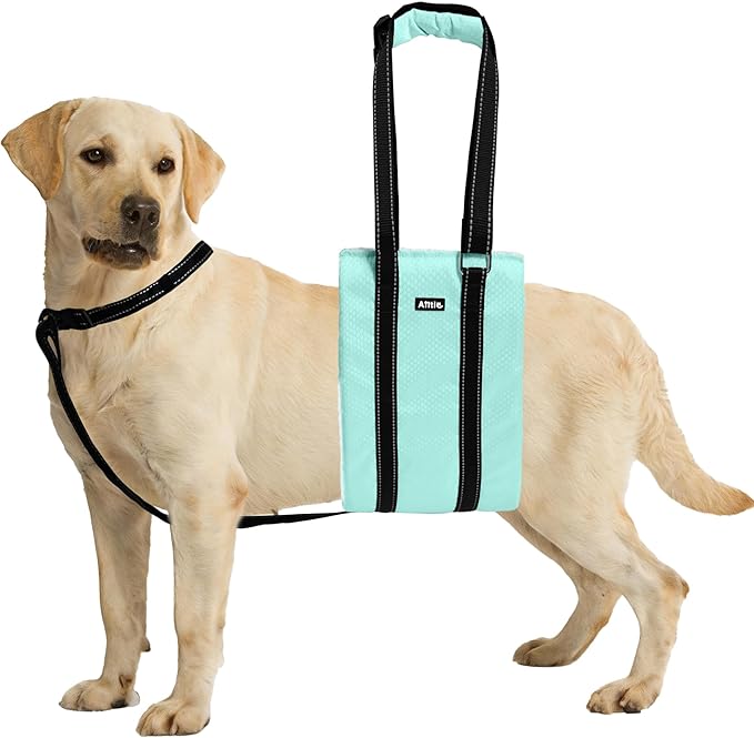 AIITLE Dog Carrier Sling for Large Dogs - Adjustable Anti-Slip Lift Harness with Detachable Reflective Collar, Mobility Aid for Hind Leg Support, Senior and Rehab (Turquoise, XL)