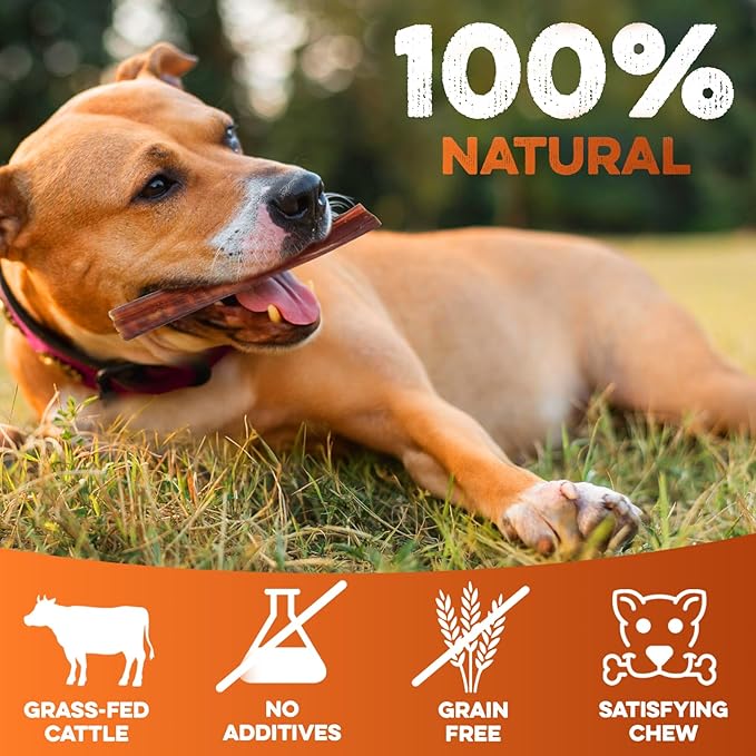 BRUTUS & BARNABY 6 Inch Bully Sticks for Dogs (12 Count) - Natural Grass-Fed Beef Chew Sticks, Odor Free, Single Ingredient, Fully Digestible, Rawhide Free - for Small, Medium & Large Dogs