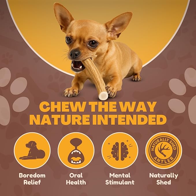 WhiteTail Naturals Antlers for Dogs (6 Pack) Deer Antler Dog Chew Bones for Small Aggressive Chewers - Long Lasting Whole Antlers - Hand Trimmed & Naturally Shed
