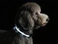 Super Bright LED Dog Collar - Fully Waterproof & Adjustable Glow Collar - USB-C Rechargeable for Night Walking, Safety - Flashing Lighted Collar for Dogs(White,S)