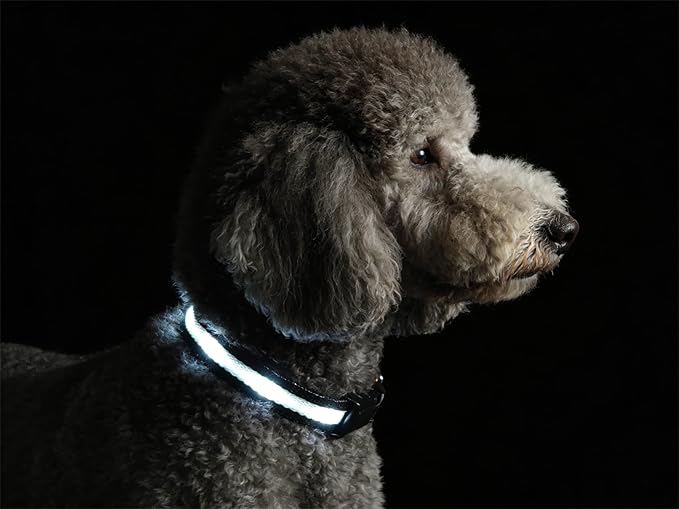 LED Dog Collar for XSmall Dogs & Toy Breeds – USB-C Rechargeable Light Up Dog Collar, Fully Waterproof Adjustable Glow Collar for Night Walking & Safety(White,XS)