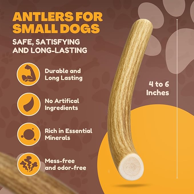 WhiteTail Naturals Antlers for Dogs (6 Pack) Deer Antler Dog Chew Bones for Small Aggressive Chewers - Long Lasting Whole Antlers - Hand Trimmed & Naturally Shed