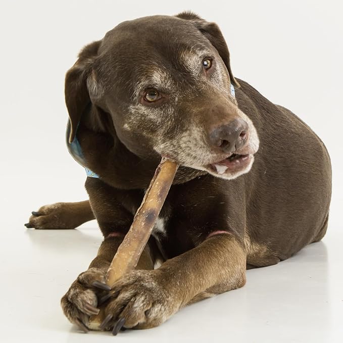 Best Bully Sticks Natural Jumbo Bully Sticks for Large Dogs - 12 Inch, 10 Count (Pack of 1) - 100% Free-Range Grass-Fed Beef, Single-Ingredient, Grain and Rawhide Free Long Lasting Dog Chews