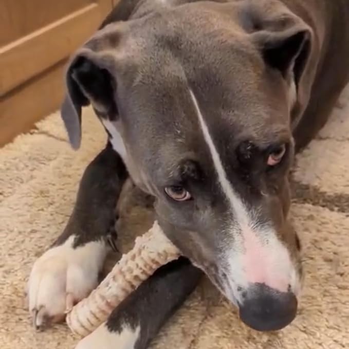 Dog Chews – Beef Trachea Dog Treat Chew Made in USA. Grass Fed Farm-Raised American Beef. Glucosamine Rich for Healthy Joints. All Natural Dental Chew (7" 16 OZ)