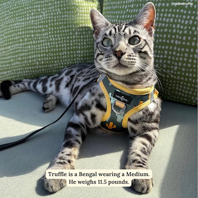 Lucy & Co. Looking Sharp Step-in Cat Harness & Leash Bundle – Reflective, Breathable & Adjustable Harness for Cats, Kittens & Small Dogs, Lightweight & Secure and Dual Leash Clips – Small