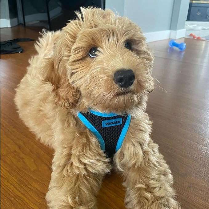 Best Pet Supplies - All Weather Mesh, Reflective, No Pull Harness for Small, Medium Dogs, Cats - Secure with Hook & Loop Fastener, Buckle, Double D-Rings - Blue Trim, XS