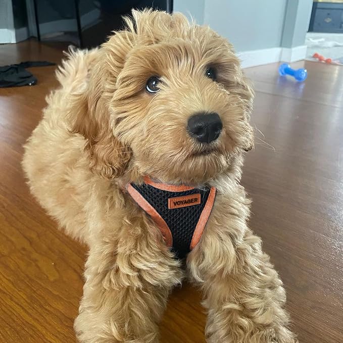 Best Pet Supplies - All Weather Mesh/Plush, Reflective, No Pull Harness for Small, Medium Dogs, Cats - Secure with Hook & Loop Fastener, Buckle, Double D-Rings - Black/Orange Trim, M