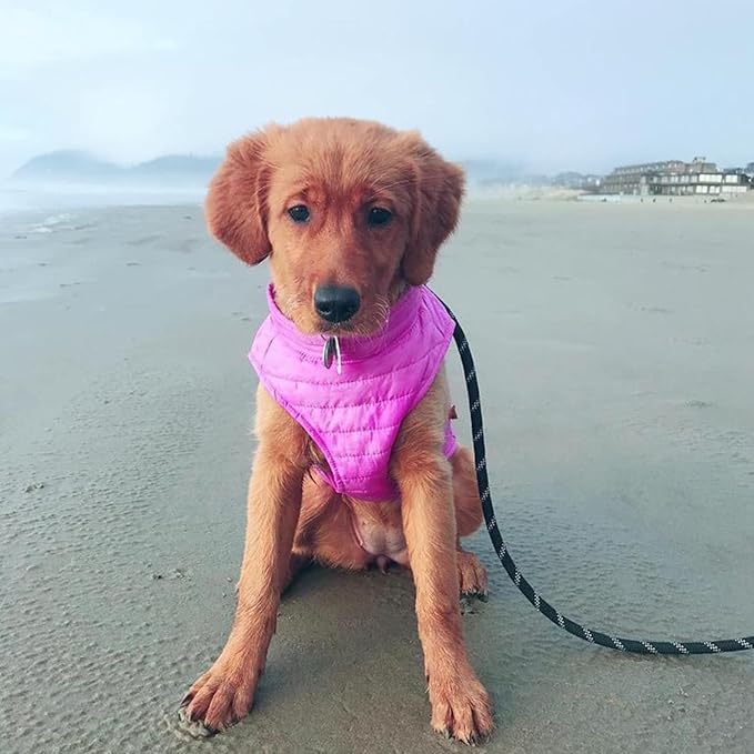 Gooby Puffer Vest Dog Jacket - Purple, Small - Ultra Thin Wind Breaker with Dual D Ring Leash - Water Resistant Small Dog Sweater Coat