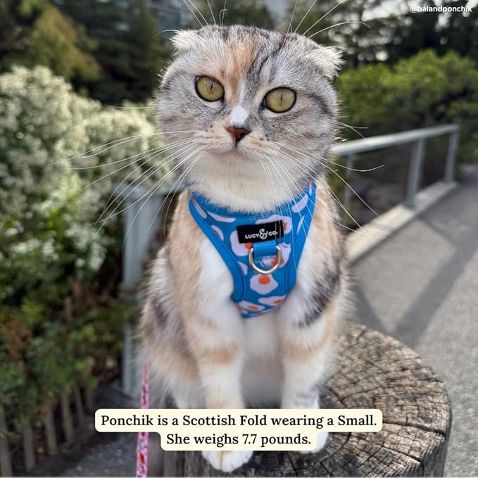 Lucy & Co. Eggcelent Step-in Cat Harness & Leash Bundle – Reflective, Breathable & Adjustable Harness for Cats, Kittens & Small Dogs, Lightweight & Secure and Dual Leash Clips – Medium