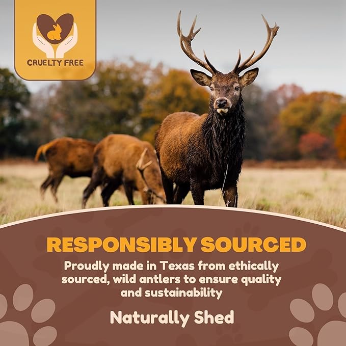 WhiteTail Naturals - Deer Antlers for X-Large Dogs (2 Pack- Jumbo XXL) All Natural Antler Dog Chew - Naturally Shed, Long Lasting Chew Bone for Big Agressive Chewers