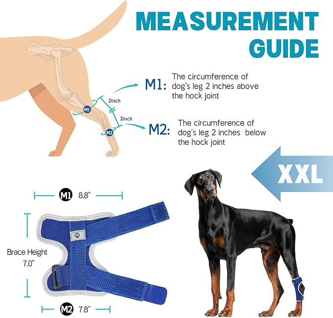 Supet Dog Leg Brace for Back Leg - Hock & Ankle Joint Support for Rear Legs with 2 Metal Springs, Anti-Slip Design & Reflective Trim for Sprain, Arthritis, Injury & Wound Recovery (Blue, 2XL)