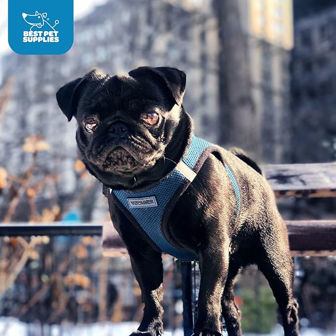 Best Pet Supplies Voyager Step-in Air Harness - All Weather Mesh, Reflective, No Pull Harness for Dogs, Cats - Secure with Hook & Loop Fastener, Buckle, Double D-Rings - Blue/Black Trim, M