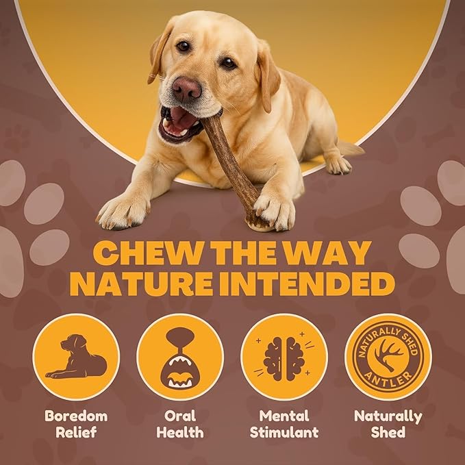 WhiteTail Naturals - Deer Antlers for Large Dogs - Long Lasting Antler Dog Chews - Crafted in USA, Naturally Shed Antler Dog Bones for Aggressive Chewers (Large (Pack of 2))