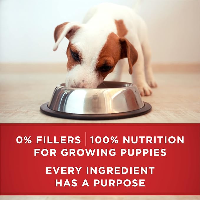 Purina ONE Plus Wet Puppy Food Classic Ground Healthy Puppy Lamb and Long Grain Rice Entree - (Pack of 24) 13 oz. Cans