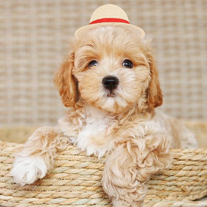 Beautyflier Pet Straw Hat Party Decorations Halloween Cosplay Cap Puppy Pet Dog Cat Holiday Costume for Small Dog Cat (Beige + Yellow)