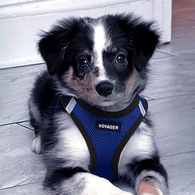 Best Pet Supplies Voyager Step-in Air All Weather Mesh Harness and Reflective Dog 5ft Leash Combo with Neoprene Handle, for Small, Medium and Large Breed Puppies - Set (Royal Blue/Black Trim), X-Small