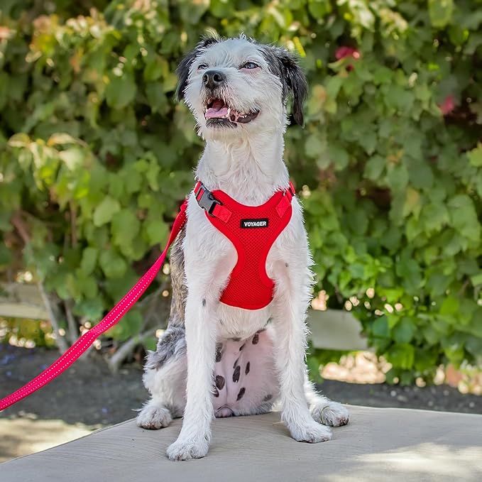 Voyager Step-in Lock Dog Harness w Reflective Dog Leash Combo Set with Neoprene Handle 5ft - Supports Small, Medium and Large Breed Puppies/Cats by Best Pet Supplies - Red, L (Pack of 2)