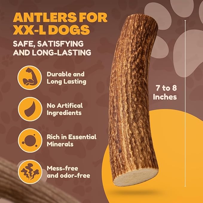 WhiteTail Naturals Whole Deer Antlers for X-Large Dogs (Jumbo-XXL) Naturally Shed, Long Lasting Antler Dog Chew Bone for Power Chewers