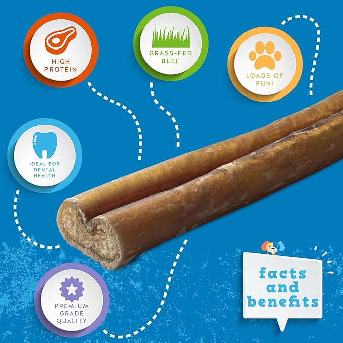 Jack&Pup 12 Inch Bully Sticks for Medium Dogs | Thick Odor Free Bully Sticks Long Lasting | All Natural, 100% Beef Pizzle Sticks (1 Pack)