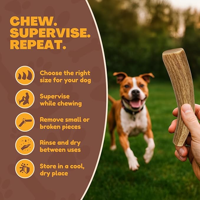 Whitetail Naturals Deer Antler Dog Chews (3 Pack Medium) - Long Lasting, Naturally Shed Whole Antlers for Dogs - Long Lasting Dog Bones for Power Chewers