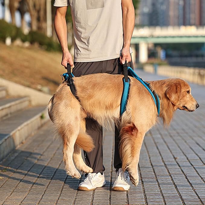 Senior Dog Harness Adjustable Mobility Aid for Disabled Elderly Pet with Quick to Release Soft Padding - M