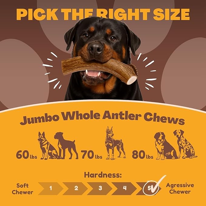 WhiteTail Naturals - Deer Antlers for X-Large Dogs (2 Pack- Jumbo XXL) All Natural Antler Dog Chew - Naturally Shed, Long Lasting Chew Bone for Big Agressive Chewers
